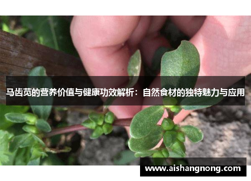 马齿苋的营养价值与健康功效解析：自然食材的独特魅力与应用