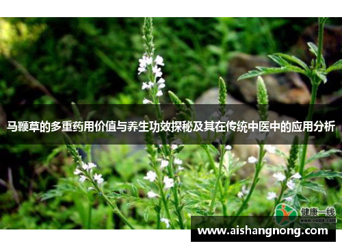 马鞭草的多重药用价值与养生功效探秘及其在传统中医中的应用分析